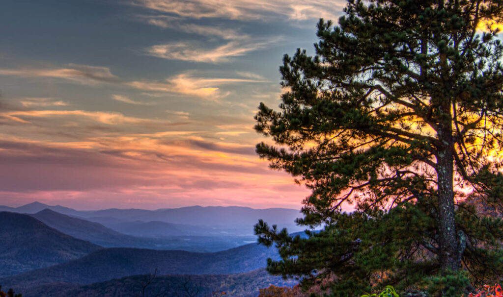 Pine Tree Blue Ridge Mountains a28ebf54 a847 4d5c a307 93963ebf4949
