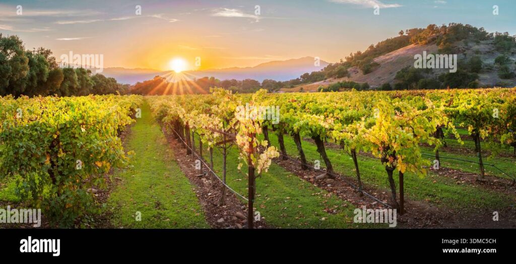 vineyard rows along silverado trail at sunset in the napa valley ava napa county california usa 3DMC5CH